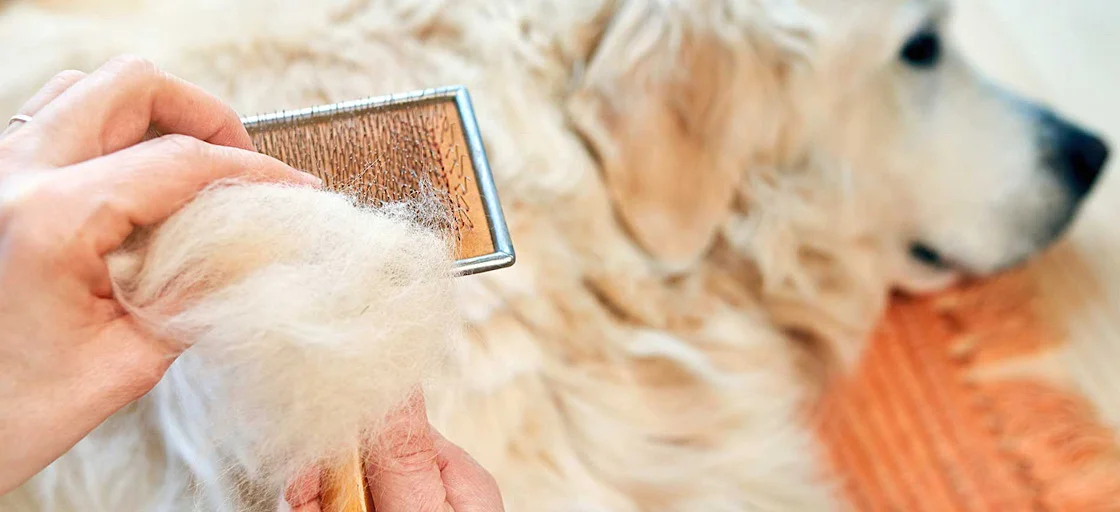 Домашние животные и линька