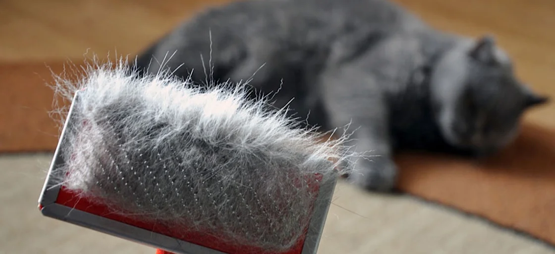 Линька домашних животных: помощь ионизованной воды Акватор