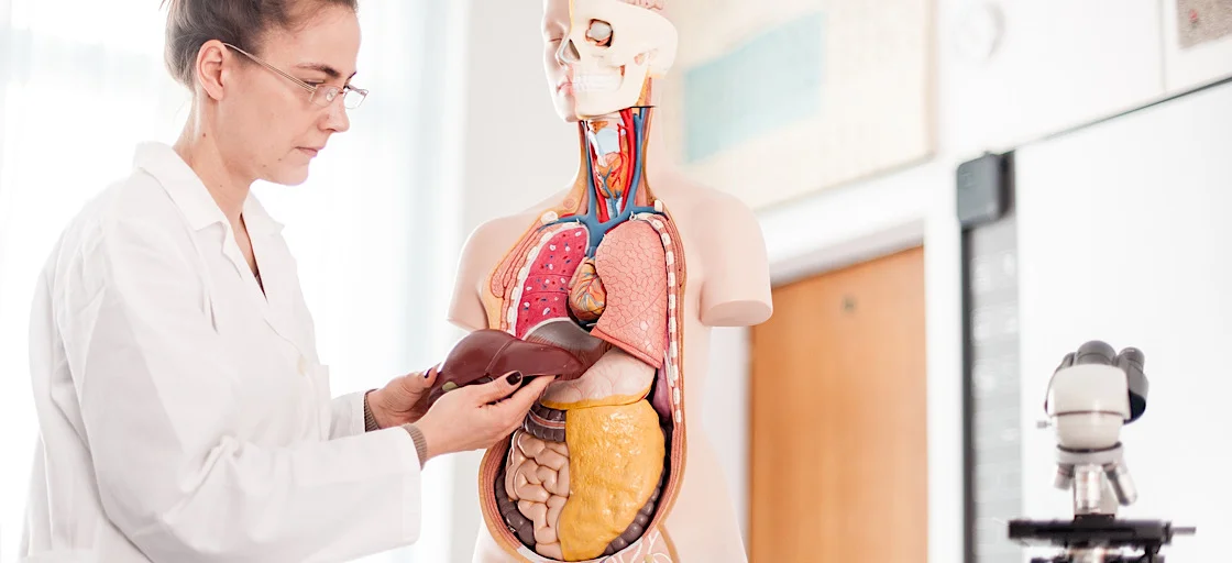 Здоровье и профилактика печени с Акватор