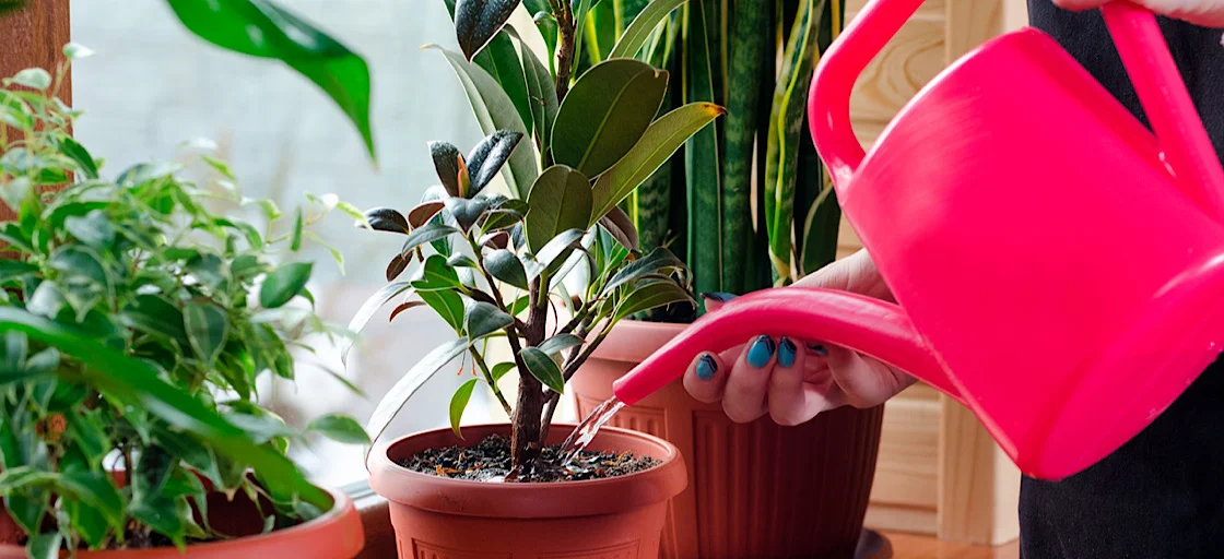 Применение серебряной воды в домашнем хозяйстве Акватор